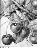 cerises3